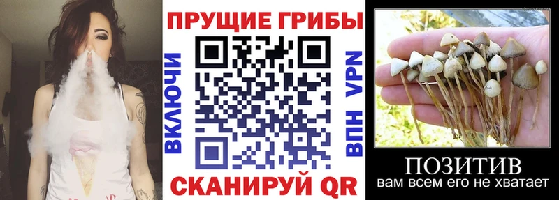 кракен   Темников  Галлюциногенные грибы GOLDEN TEACHER  сайты даркнета состав  наркошоп 